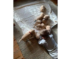 3 females, and 2 males Yellow lab puppies available - 4