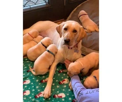 3 females, and 2 males Yellow lab puppies available - 5