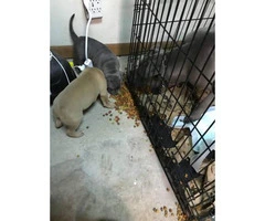 6 weeks of age American bully puppies