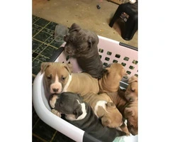 6 weeks of age American bully puppies - 2