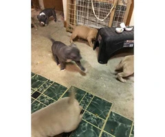 6 weeks of age American bully puppies - 3