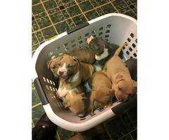 6 weeks of age American bully puppies - 4
