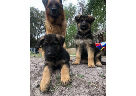 German Shepherd puppies great service dogs