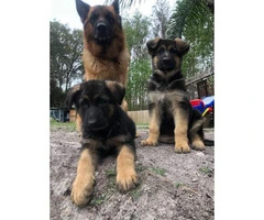 German Shepherd puppies great service dogs