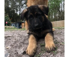 German Shepherd puppies great service dogs - 3