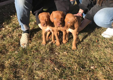 Six weeks old male Vizsla puppy