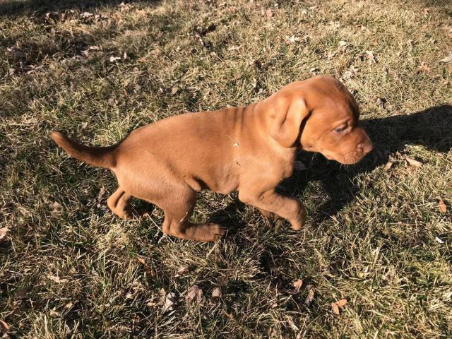 Six weeks old male Vizsla puppy in Mountain Home, Idaho ...