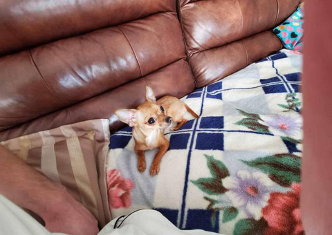 Miniature female Chihuahua puppy for rehoming