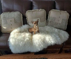 Miniature female Chihuahua puppy for rehoming - 2