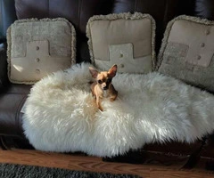 Miniature female Chihuahua puppy for rehoming - 3