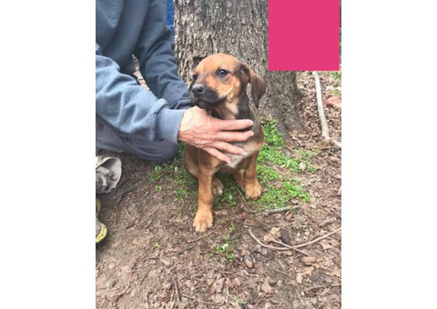 8 weeks old Rhodesian Ridgeback puppies for sale