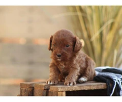 Beautiful Cavapoo puppy available