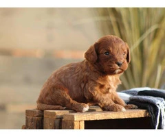 Beautiful Cavapoo puppy available - 2