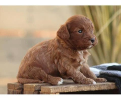 Beautiful Cavapoo puppy available - 3