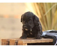 Beautiful Cavapoo puppy available - 4