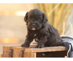 Beautiful Cavapoo puppy available - 6
