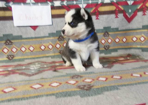 7 Pomsky Puppies available to be rehomed