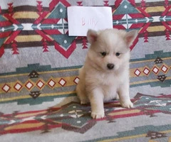 7 Pomsky Puppies available to be rehomed - 5