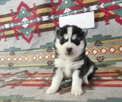 7 Pomsky Puppies available to be rehomed - 6