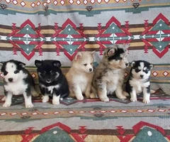 7 Pomsky Puppies available to be rehomed - 8