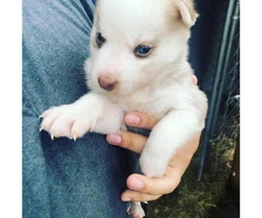 6 Siberian Husky Puppies for sale
