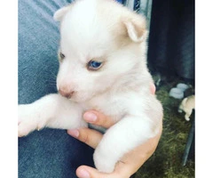 6 Siberian Husky Puppies for sale - 2