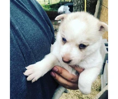 6 Siberian Husky Puppies for sale - 3