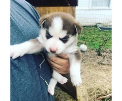6 Siberian Husky Puppies for sale - 5