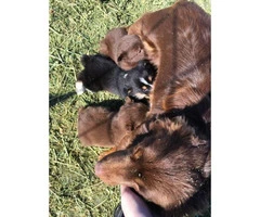 2 females Aussie puppies for sale - 3