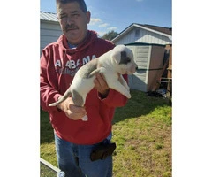 2 American bully puppies left - 1