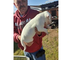 2 American bully puppies left - 3