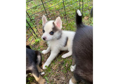 Wonderful Pomsky puppy up for sal