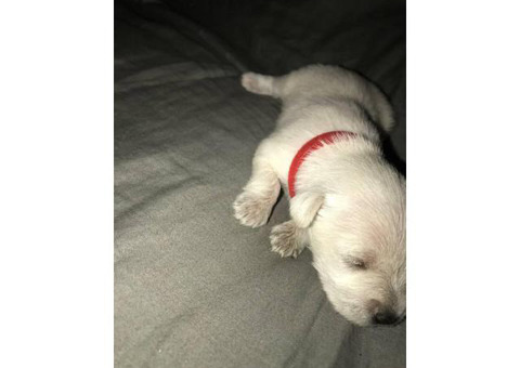 2 Female miniature schnauzer puppies looking for a great home
