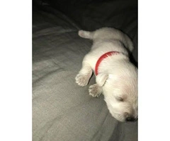 2 Female miniature schnauzer puppies looking for a great home
