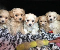 maltipoo pup ready now - 2