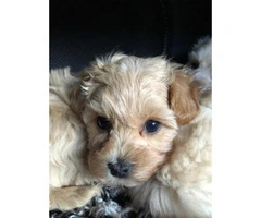 maltipoo pup ready now - 3