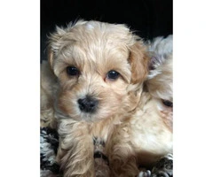 maltipoo pup ready now - 4