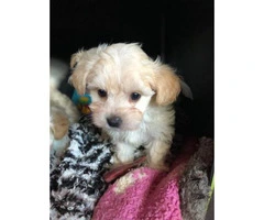 maltipoo pup ready now - 5