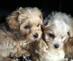 maltipoo pup ready now - 7