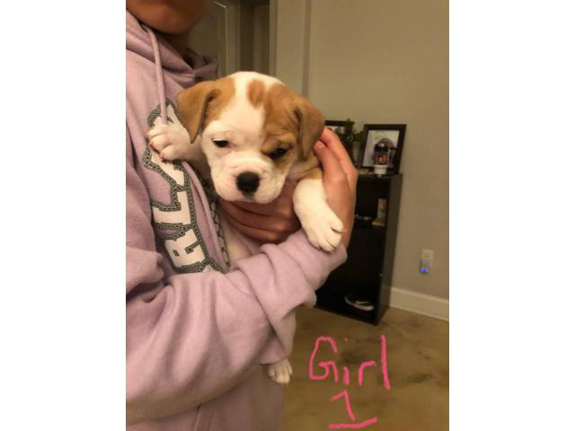 3 female Old English Bulldog puppies looking for a new