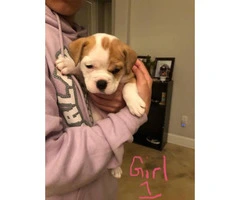 3 female Old English Bulldog puppies looking for a new family