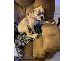 3 female Old English Bulldog puppies looking for a new family