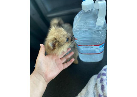 Micro Pomeranian teacup puppy for sale