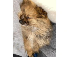Micro Pomeranian teacup puppy for sale - 4