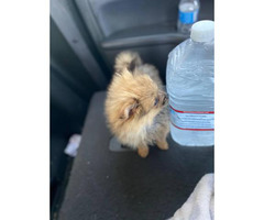 Micro Pomeranian teacup puppy for sale in Fresno ...