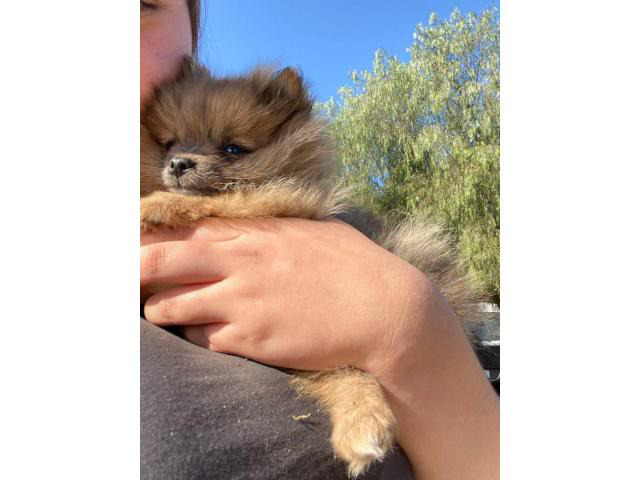 Micro Pomeranian teacup puppy for sale in Fresno