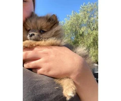 Micro Pomeranian teacup puppy for sale - 6
