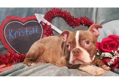 2 male Boston Terrier puppies for Good homes