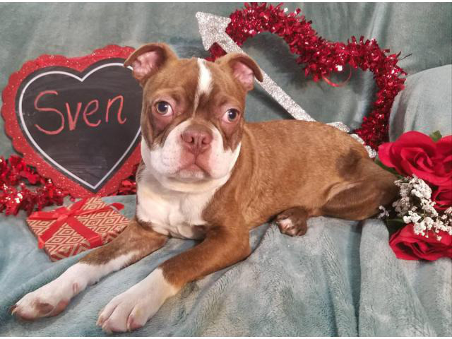 2 male Boston Terrier puppies for Good homes in Dayton