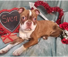 2 male Boston Terrier puppies for Good homes - 10